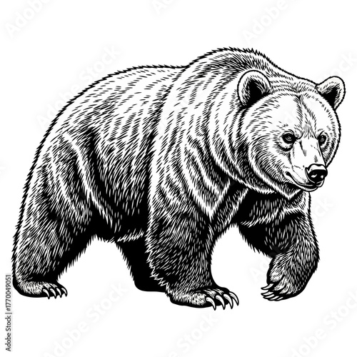 black and white engraving style illustration of an aggressive grizzly bear