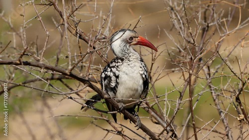 A red-billed hornbill (Tockus erythrorhynchus) perched on a branch, Kruger National Park, South Africa