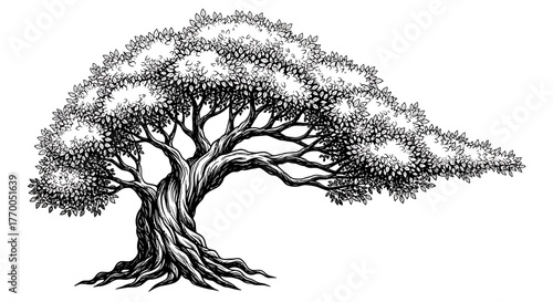 Elegant Black and White Hand-Drawn Illustration of a Majestic Old Tree with a Wide Canopy