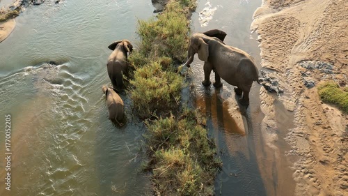 An African elephant (Loxodonta africana) cow with calves walking in a shallow river, Kruger National Park, South Africa