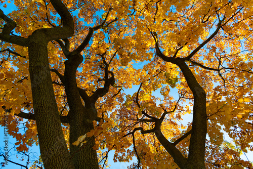Autumnal season in park. Seasonal leaves and tree. Natural autumn. Autumn beauty of nature. Fall season. Nature in forest. Fall leaves in park. Autumn forest. Nature in fall season. Falling leaves