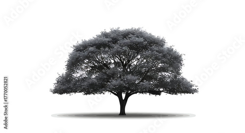 Majestic Black and White Tree with Lush Foliage and Prominent Trunk on a Clean Background