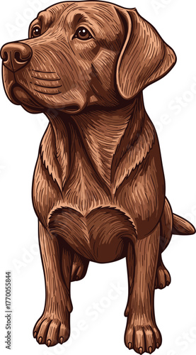 Sitting Chocolate Labrador Retriever Dog Vector Illustration