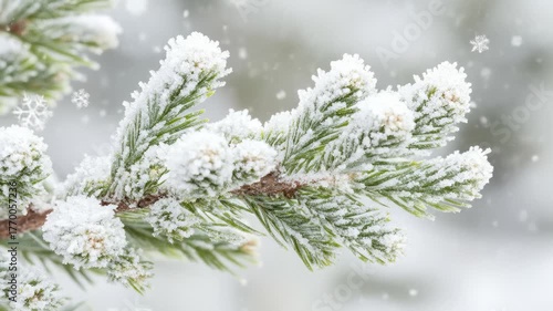 Snow Falling on a Pine Tree Branch, Winter Scene