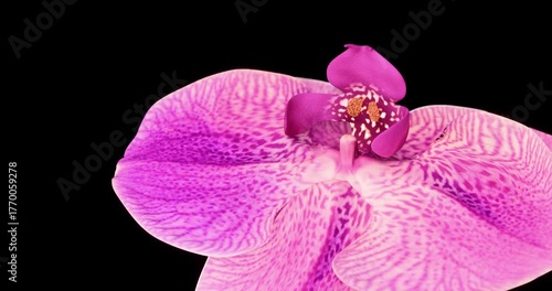 Blooming pink orchid. Growing blossom from bud to big flower on black background. Macro view. 4K 3D rendering animation.