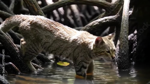 Feline predator moving carefully through dark mangrove roots above water