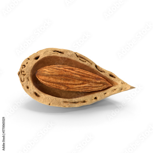 Broken almond shell showing seed nut