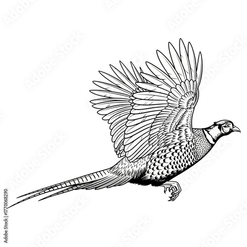 pheasant hunting illustration logo vector image t shirt