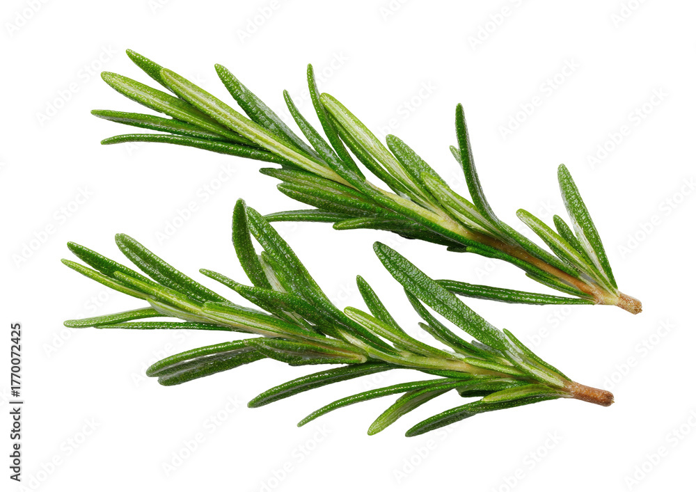 Fototapeta premium Two rosemary sprigs with needle leaves, against black ground