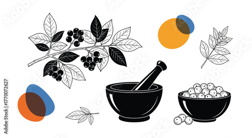Botanical illustration set showcasing aronia berries, leaves, traditional mortar and pestle, and a bowl of natural ingredients for herbal remedies.