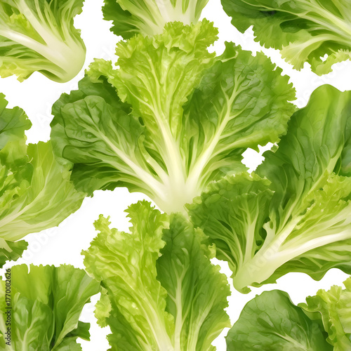 Seamless Pattern of Fresh Green Lettuce Heads on White Background