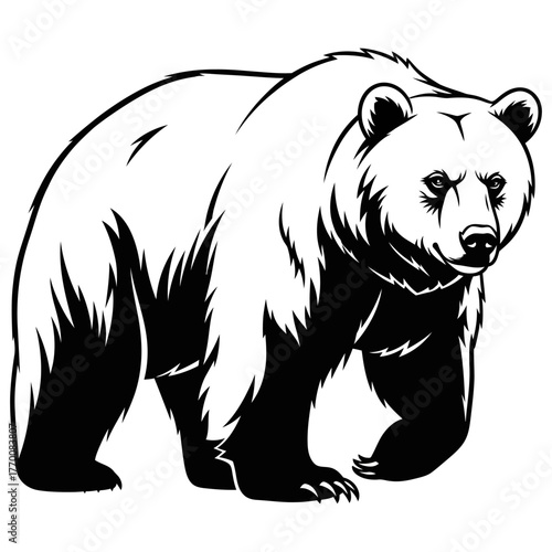 black and white engraving style illustration of an aggressive grizzly bear