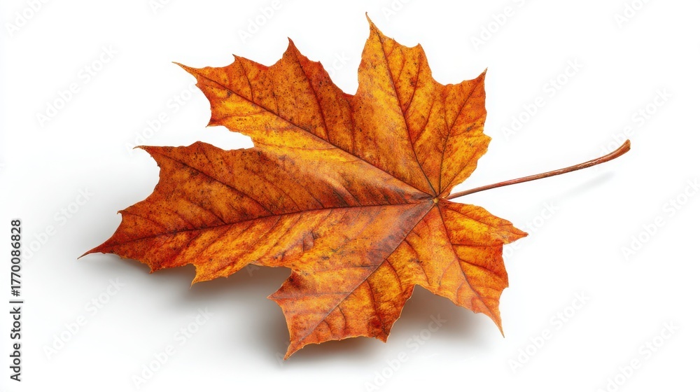 Fototapeta premium Autumn Maple Leaf in Vibrant Orange and Yellow Shades on White Background