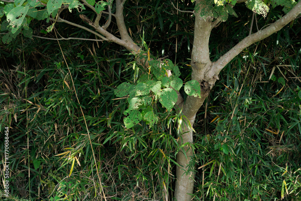 Fototapeta premium 自然に生えた樹木素材