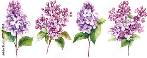 Lilac Watercolor Flower  - Isolated on White vector illustration