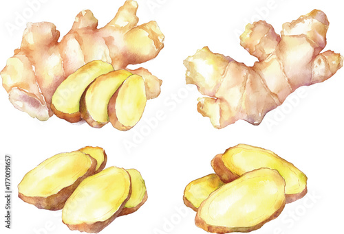 Ginger Root Watercolor  - Three Pieces Isolated vector illustration