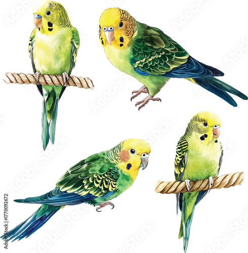 Budgie Parrot Watercolor  - Vibrant Green and Yellow vector illustration