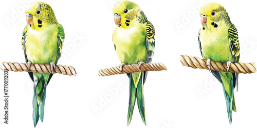 Parakeets on Rope - Watercolor  vector illustration
