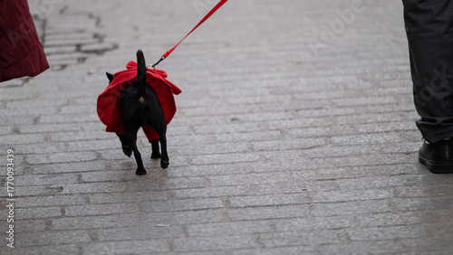 Obraz na plátně Small black dog in red coat walking on leash