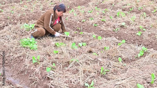 Farmers planting rapeseed in autumn