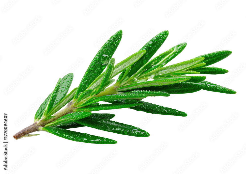 Obraz premium Fresh rosemary sprig, narrow leaves, water droplets