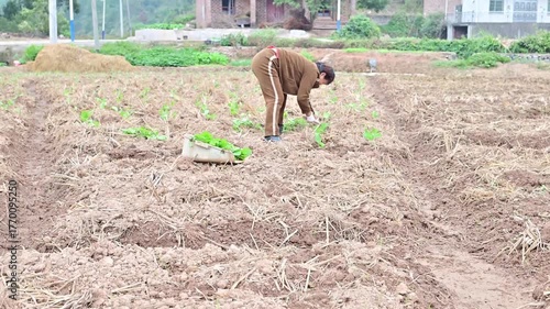 Farmers planting rapeseed in autumn