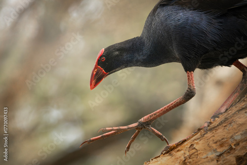 The Australasian Swamphen also called Porphyrio melanotus is a large, conspicuous waterbird commonly found in wetlands, swamps, and urban parks across eastern and northern Australia.