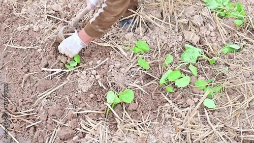 Farmers planting rapeseed in autumn