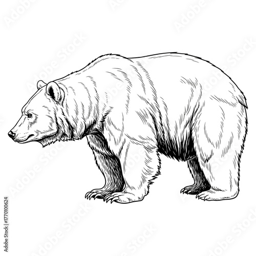 black and white engraving style illustration of an aggressive grizzly bear