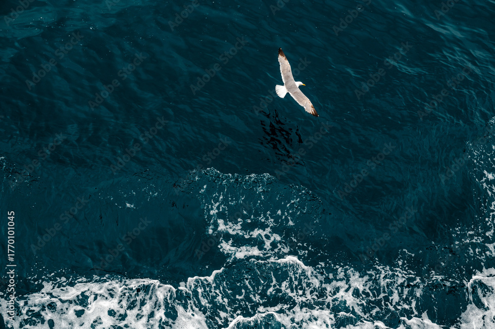 Obraz premium Seagull Soaring Over Ocean Waves