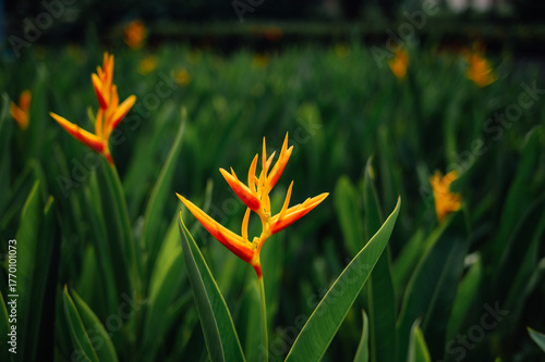 Photography Close-Up of Vibrant Heliconia Flower in KLCC, Kuala Lumpur, Malaysia