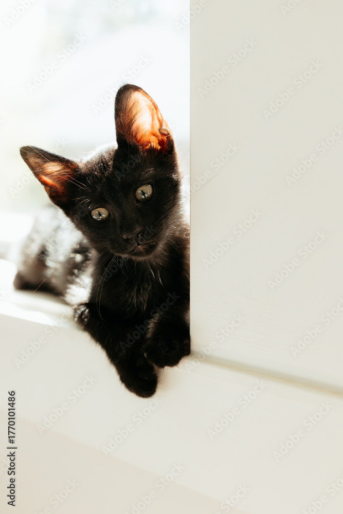 Naklejka premium Black kitten peeking curiously from white windowsill