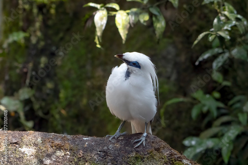 Bali starling perched on a rock