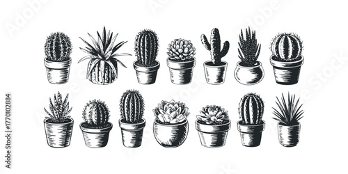 Collection of Potted Succulent and Cactus Plants