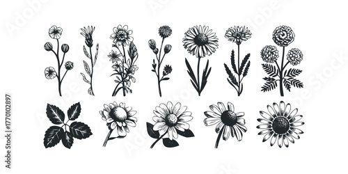 Collection of Botanical Line Drawings of Wildflowers
