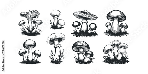 Collection of various wild mushrooms growing in soil