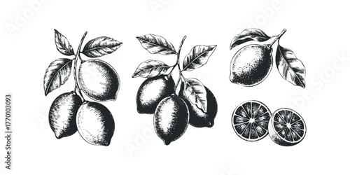 Sketch of Lemons with Leaves and Slices