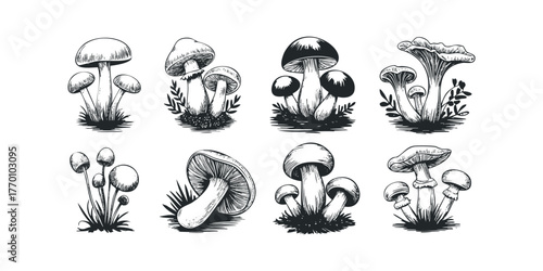 Variety of Wild Fungi Growth in Diverse Styles