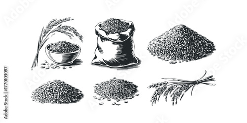 Collection of Hand Drawn Rice Grains and Stalks
