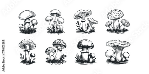 Collection of hand-drawn forest mushrooms with detailed caps and stems