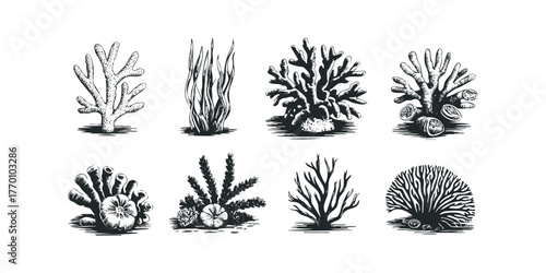 Collection of eight diverse coral and seaweed species