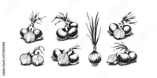 Group of six vintage style onion illustrations