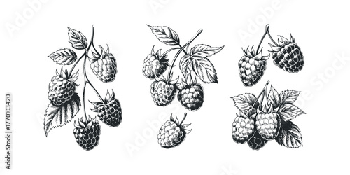 Collection of Hand-Drawn Raspberries and Leaves