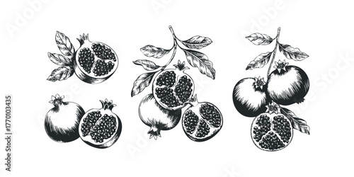 Hand drawn pomegranate fruit with leaves