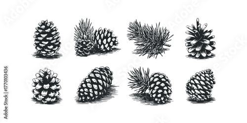 Black and white pine cone illustrations on white background