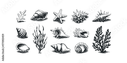Collection of marine life including seashells and seaweed