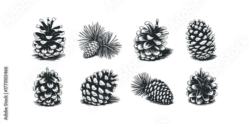 Collection of Pine Cones and Pine Needles