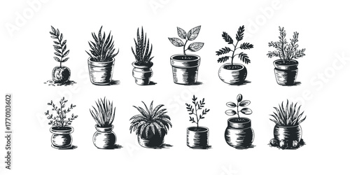 Collection of Potted Plants and Saplings