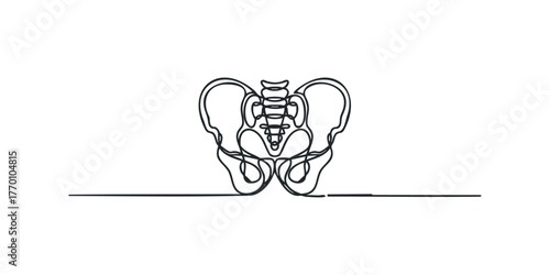 Continuous line drawing of human pelvis anatomy