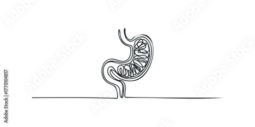 Continuous line drawing of human stomach anatomy